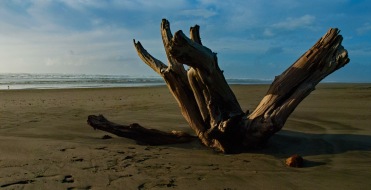 beach-stump-1